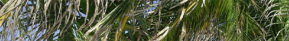 Get Paid-Surveys…net header image 3